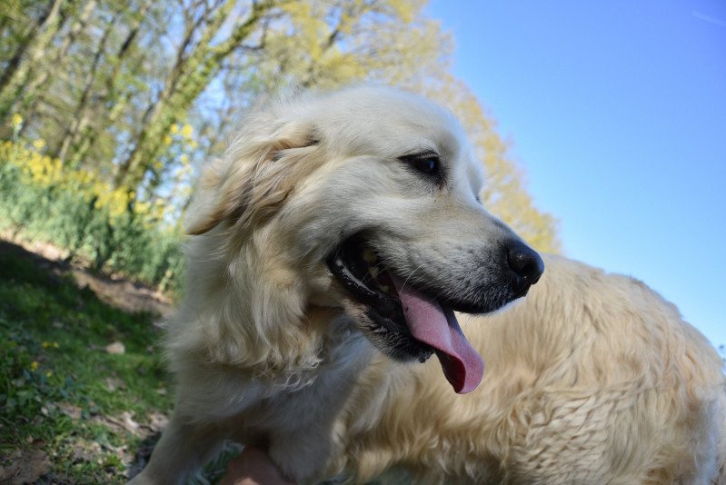 Marquise du Fond de la Noye Femelle Golden retriever