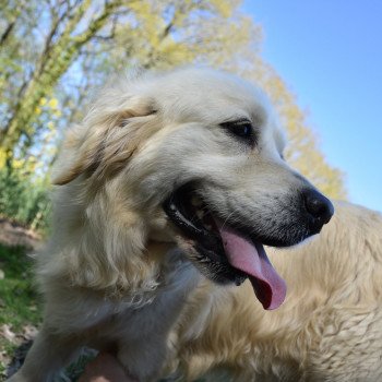 chien Golden retriever fauve clair Marquise élevage du Fond de la Noye Golden retriever