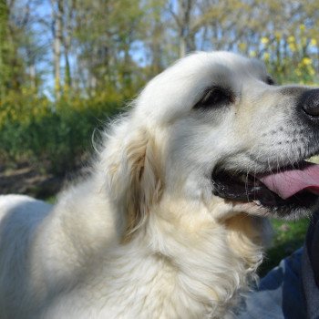 chien Golden retriever fauve clair Marquise élevage du Fond de la Noye Golden retriever