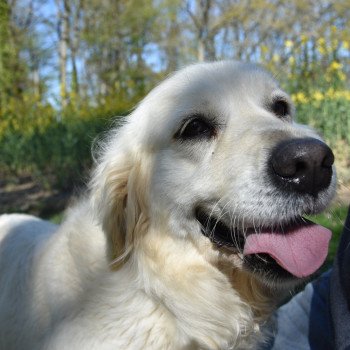 chien Golden retriever fauve clair Marquise élevage du Fond de la Noye Golden retriever