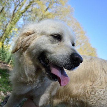 chien Golden retriever fauve clair Marquise élevage du Fond de la Noye Golden retriever