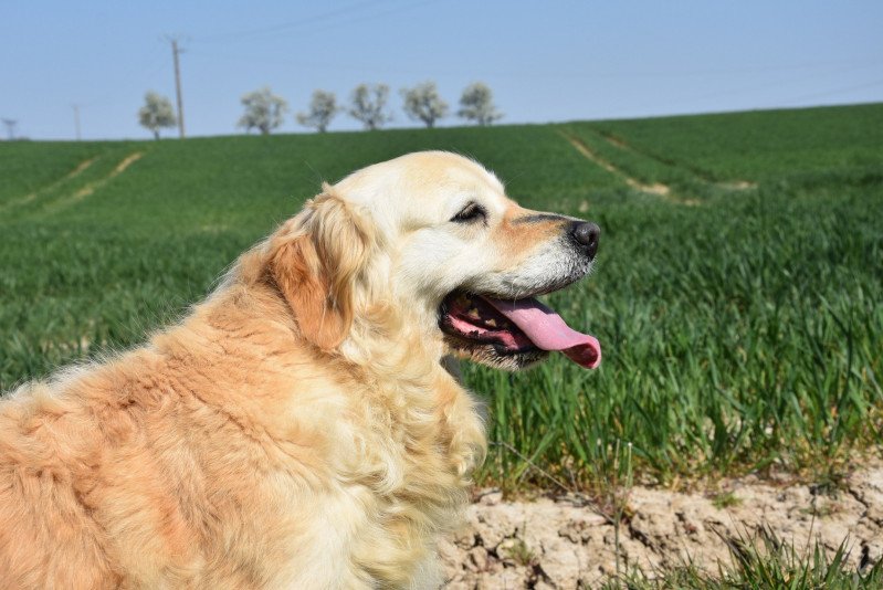 Mazia du Fond de la Noye Femelle Golden retriever