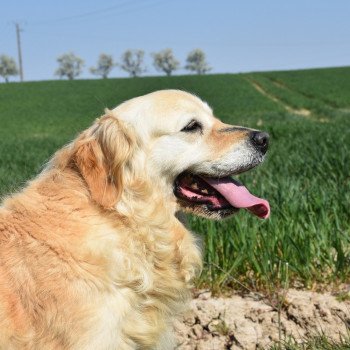 chien Golden retriever fauve clair Mazzia élevage du Fond de la Noye