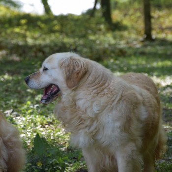 chien Golden retriever fauve clair Mazzia élevage du Fond de la Noye chien Golden retriever fauve clair Mazzia élevage du Fond de la Noye