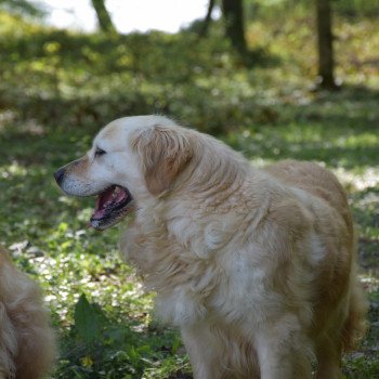 chien Golden retriever fauve clair Mazzia élevage du Fond de la Noye