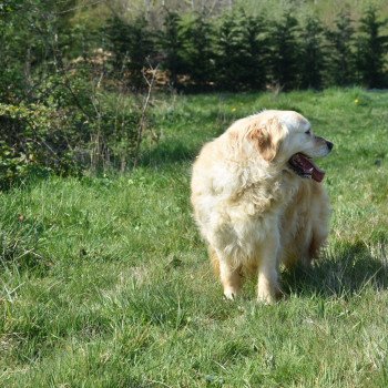 chien Golden retriever fauve clair Mazzia élevage du Fond de la Noye