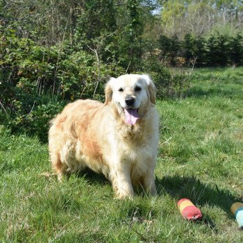 chien Golden retriever fauve clair Mazzia élevage du Fond de la Noye