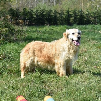 chien Golden retriever fauve clair Mazzia élevage du Fond de la Noye