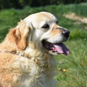 chien Golden retriever fauve clair Mazzia élevage du Fond de la Noye