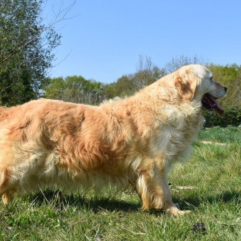 chien Golden retriever fauve clair Mazzia élevage du Fond de la Noye