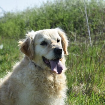 chien Golden retriever fauve clair Mazzia élevage du Fond de la Noye