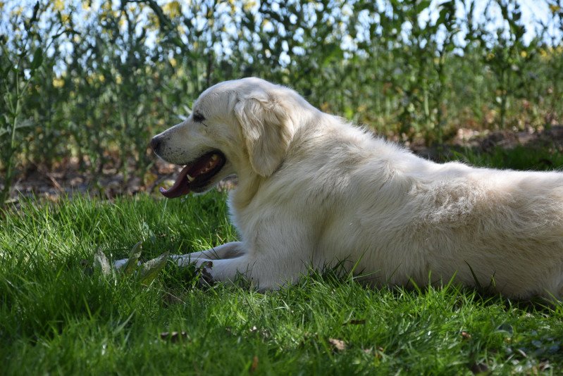 Miss du Fond de la Noye Femelle Golden retriever