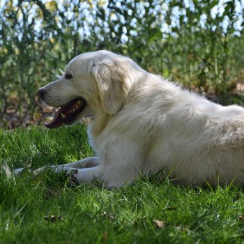 chien Golden retriever sable Miss élevage du Fond de la Noye