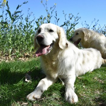 chien Golden retriever sable Miss élevage du Fond de la Noye chien Golden retriever sable Miss élevage du Fond de la Noye