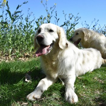 chien Golden retriever sable Miss élevage du Fond de la Noye