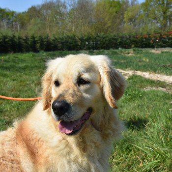 chien Golden retriever fauve clair M'Moi élevage du Fond de la Noye