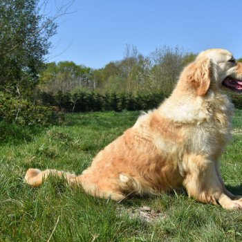 chien Golden retriever fauve clair M'Moi élevage du Fond de la Noye