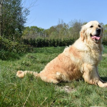 chien Golden retriever fauve clair M'Moi élevage du Fond de la Noye