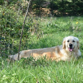 chien Golden retriever fauve clair M'Moi élevage du Fond de la Noye