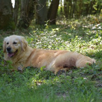 chien Golden retriever fauve clair M'Moi élevage du Fond de la Noye