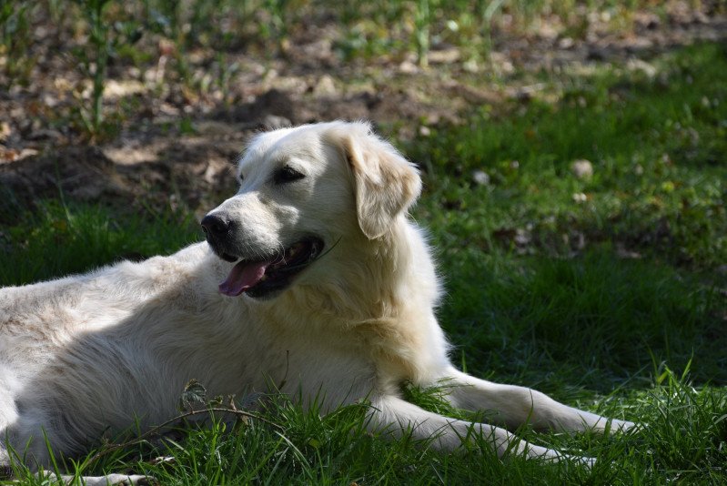 Mona-Lisa du Fond de la Noye Femelle Golden retriever