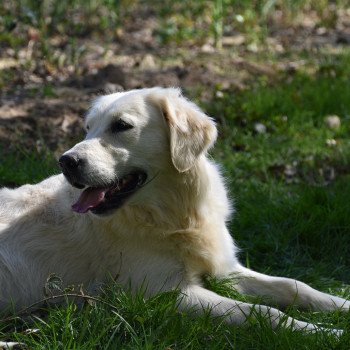 chien Golden retriever sable Mona-Lisa élevage du Fond de la Noye