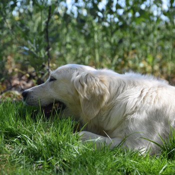 chien Golden retriever sable Mona-Lisa élevage du Fond de la Noye chien Golden retriever sable Mona-Lisa élevage du Fond de la Noye