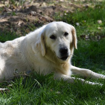 chien Golden retriever sable Mona-Lisa élevage du Fond de la Noye chien Golden retriever sable Mona-Lisa élevage du Fond de la Noye