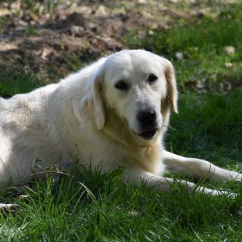 chien Golden retriever sable Mona-Lisa élevage du Fond de la Noye