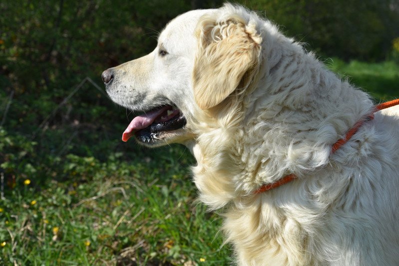 Nana du Fond de la Noye Femelle Golden retriever