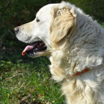 chien Golden retriever sable Nana élevage du Fond de la Noye