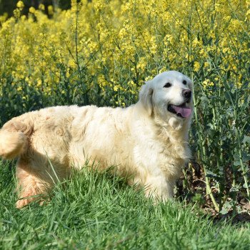 chien Golden retriever sable Nana élevage du Fond de la Noye