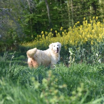 chien Golden retriever sable Nana élevage du Fond de la Noye