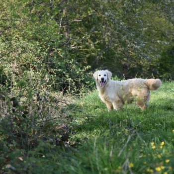 chien Golden retriever sable Nana élevage du Fond de la Noye