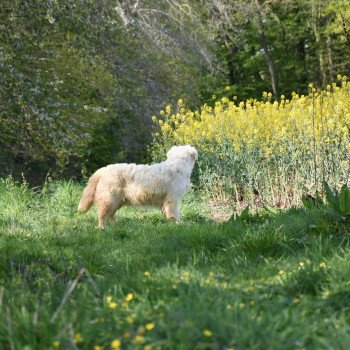 chien Golden retriever sable Nana élevage du Fond de la Noye