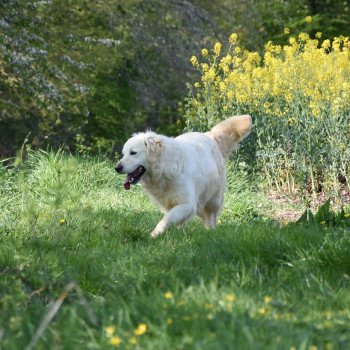 chien Golden retriever sable Nana élevage du Fond de la Noye