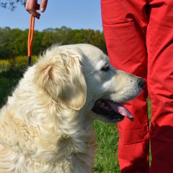 chien Golden retriever sable Nana élevage du Fond de la Noye