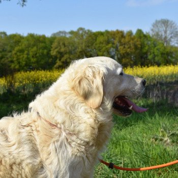 chien Golden retriever sable Nana élevage du Fond de la Noye