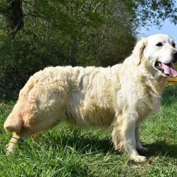 chien Golden retriever sable Nana élevage du Fond de la Noye