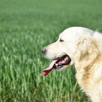 chien Golden retriever sable Nat élevage du Fond de la Noye chien Golden retriever sable Nat élevage du Fond de la Noye