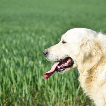 chien Golden retriever sable Nat élevage du Fond de la Noye