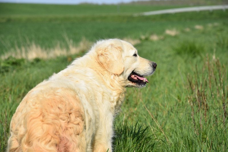 Nat du Fond de la Noye Femelle Golden retriever