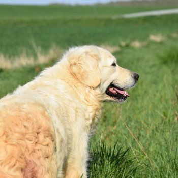 chien Golden retriever sable Nat élevage du Fond de la Noye