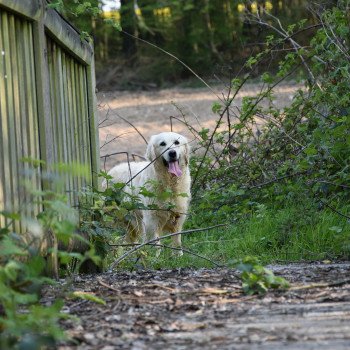 chien Golden retriever sable Nat élevage du Fond de la Noye