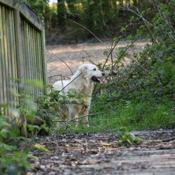 chien Golden retriever sable Nat élevage du Fond de la Noye