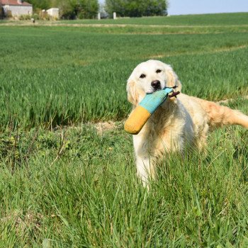chien Golden retriever sable Nat élevage du Fond de la Noye