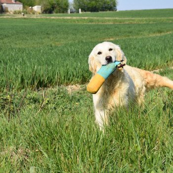 chien Golden retriever sable Nat élevage du Fond de la Noye chien Golden retriever sable Nat élevage du Fond de la Noye