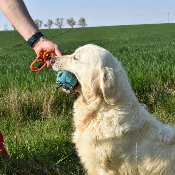 chien Golden retriever sable Nat élevage du Fond de la Noye