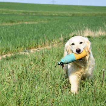 chien Golden retriever sable Nat élevage du Fond de la Noye