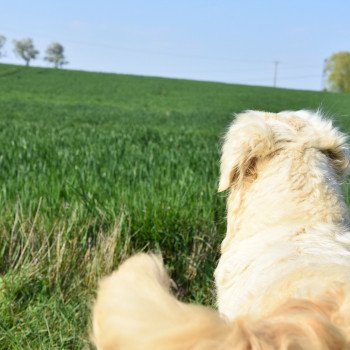 chien Golden retriever sable Nat élevage du Fond de la Noye